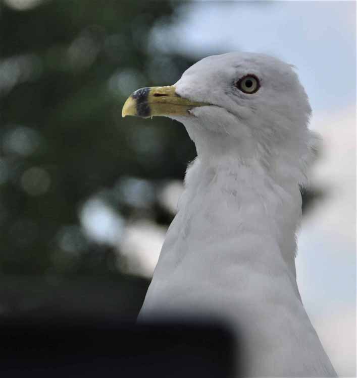 gull